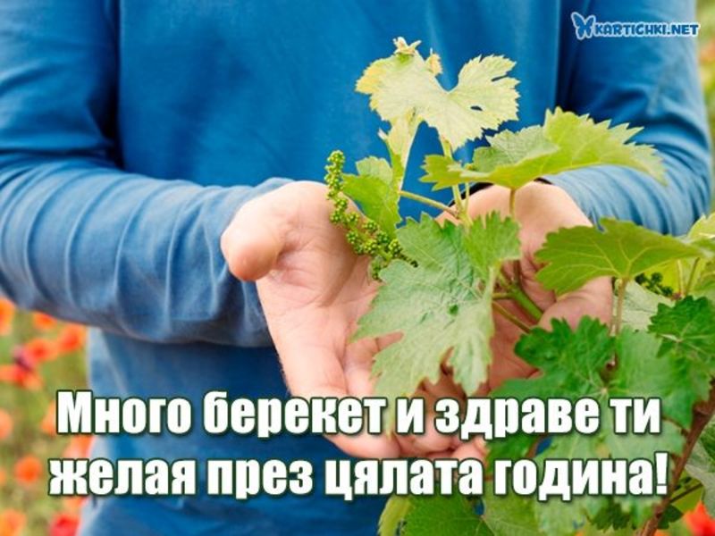 Картичка за деня на лозаря - Трифон Зарезан - Трифоновден - Картички ...